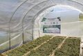 OreganoSolarDryingPeru1.jpg