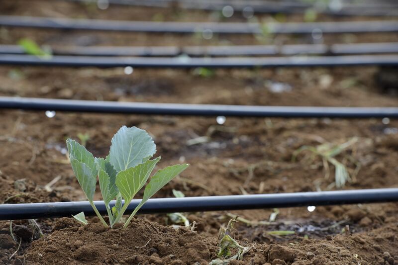 File:Drip Irrigation.jpg