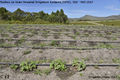 Irrigation 3.jpg